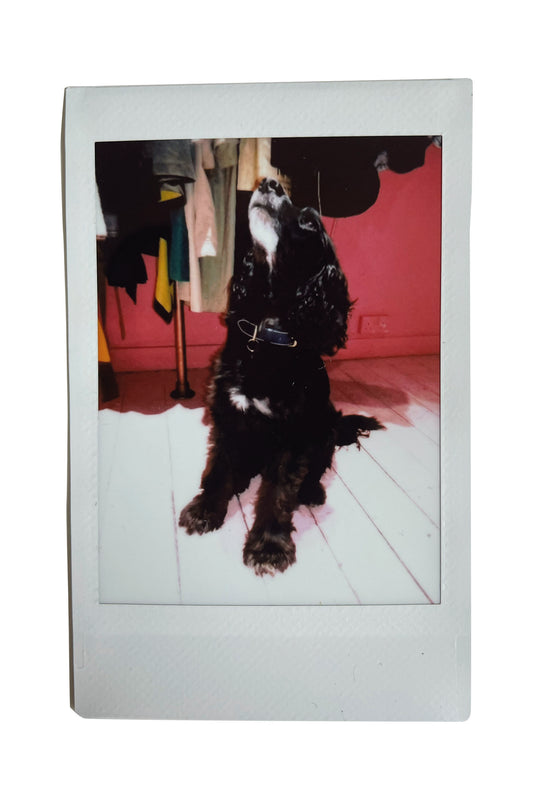 The Dog